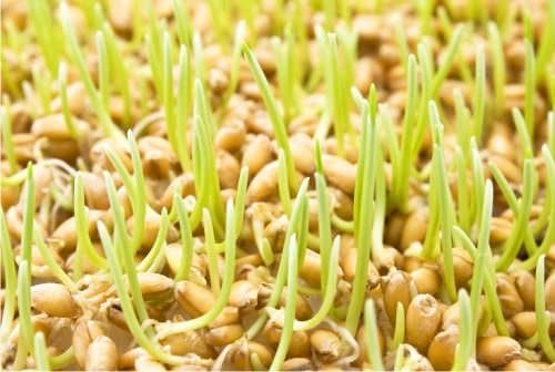 зародыши пшеницы
