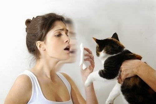 кошка, астма, аллергия