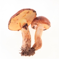 грибы, продукты, отравление