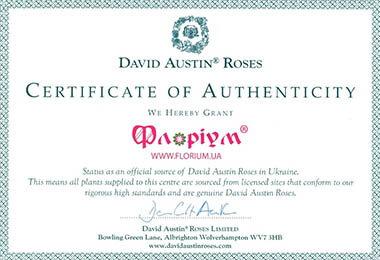 сертификат розы Дэвида остина киев